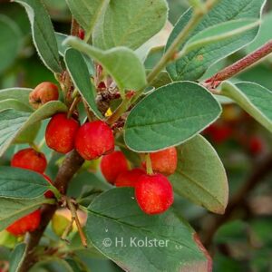 Cotoneaster soongoricus