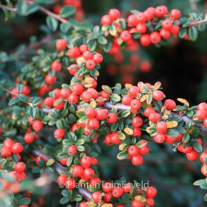 Cotoneaster suecicus 'Coral Beauty'