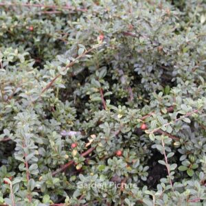 Cotoneaster suecicus 'Skogholm'
