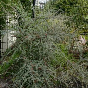 Cotoneaster teijiashanensis