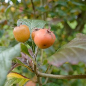 Crataegus lavallei 'Carrierei'