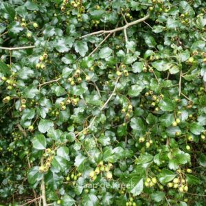 Crataegus monogyna