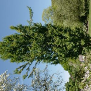 Crataegus monogyna 'Stricta'