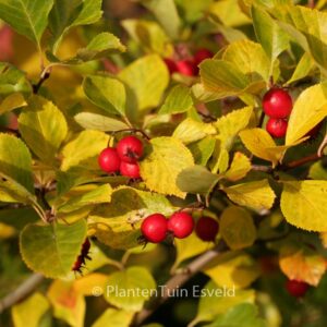 Crataegus persimilis 'Splendens'