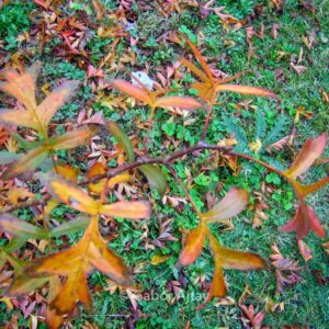 Crataegus pinnatifida