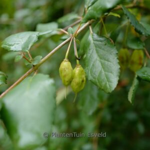 Crinodendron patagua