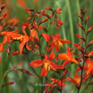 Crocosmia 'Carmine Brilliant'