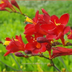 Crocosmia 'Dragonfire'