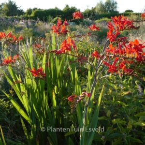 Crocosmia 'Lucifer'