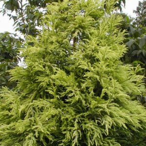 Cryptomeria japonica 'Barabits Gold'
