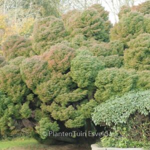 Cryptomeria japonica 'Elegans'