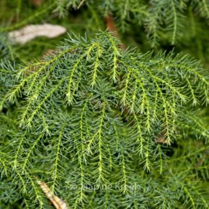 Cryptomeria japonica 'Elegans Viridis'