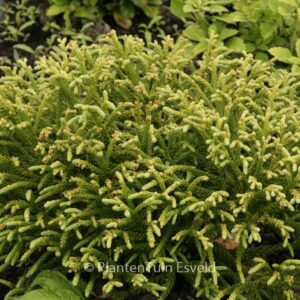 Cryptomeria japonica 'Little Champion'