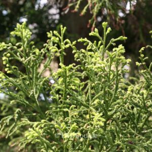 Cryptomeria japonica 'Rasen'