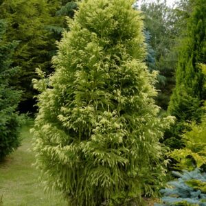 Cryptomeria japonica 'Sekkan'