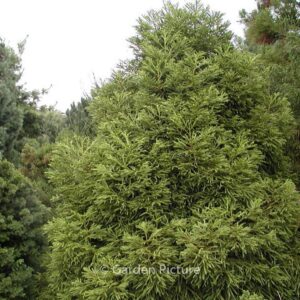 Cryptomeria japonica 'Spiralis'