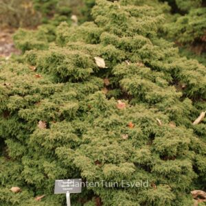 Cryptomeria japonica 'Yokohama'
