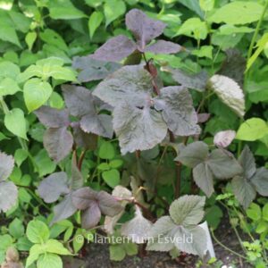 Cryptotaenia japonica atropurpurea