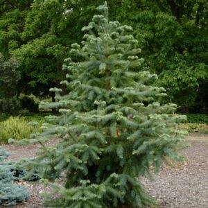 Cunninghamia lanceolata 'Glauca'
