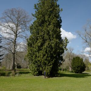 Cupressocyparis leylandii