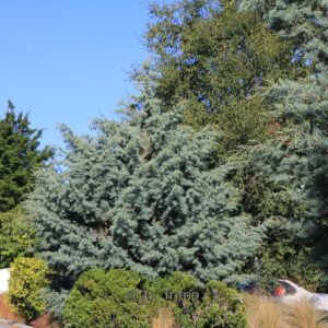 Cupressus arizonica 'Glauca'