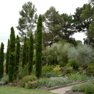 Cupressus sempervirens 'Totem'
