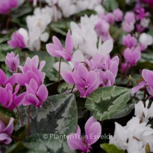 Cyclamen hederifolium
