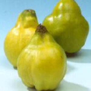 Cydonia oblonga 'Leskovacz'