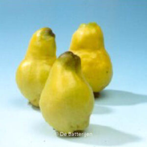 Cydonia oblonga 'Vranja'