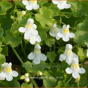 Cymbalaria pallida 'Alba'
