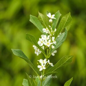 Cynanchum ascyrifolium