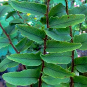 Cyrtomium fortunei var. clivicola