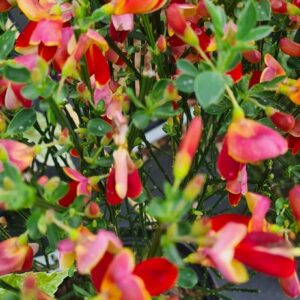 Cytisus 'Palette'