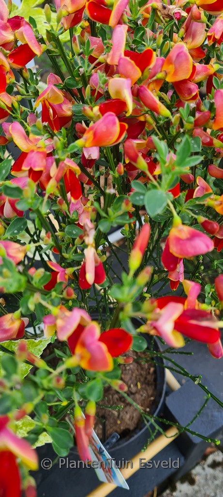 Cytisus 'Palette'