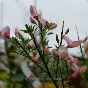 Cytisus 'Zeelandia'