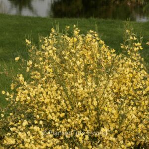 Cytisus praecox 'Allgold'