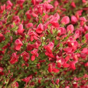 Cytisus praecox 'Boskoop Ruby'