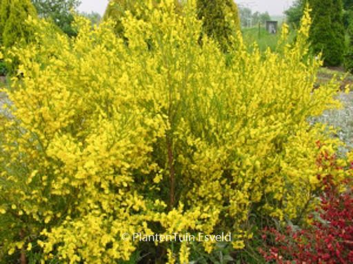 Cytisus scoparius 'Vanesse'