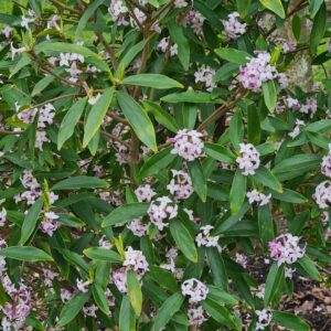 Daphne 'Spring Beauty'