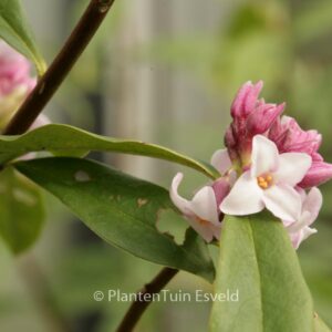 Daphne bholua 'Jacqueline Postell'