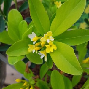 Daphne gemmata 'Royal Crown'