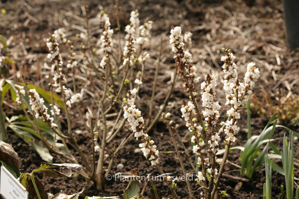 Daphne mezereum 'Alba'
