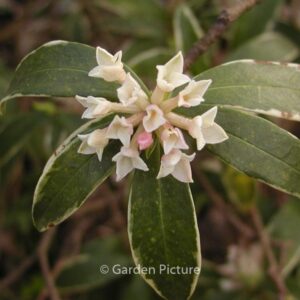 Daphne odora 'Aureomarginata'