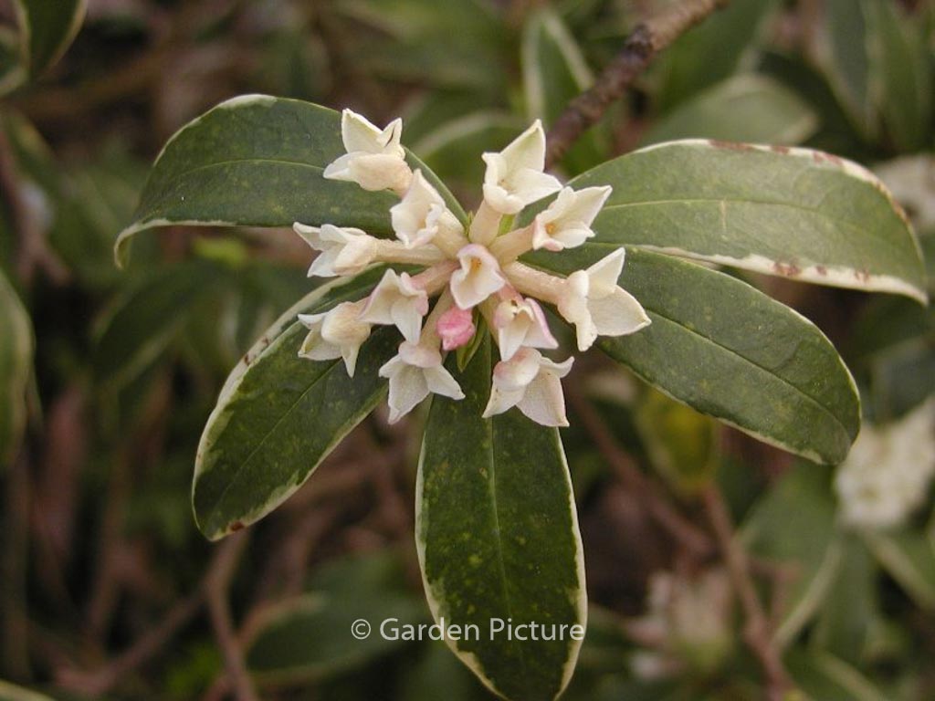 Daphne odora 'Aureomarginata'
