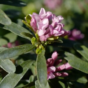 Daphne transatlantica 'Blapink' (PINK FRAGRANCE)