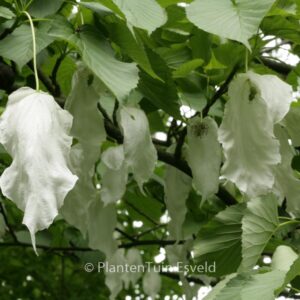 Davidia involucrata