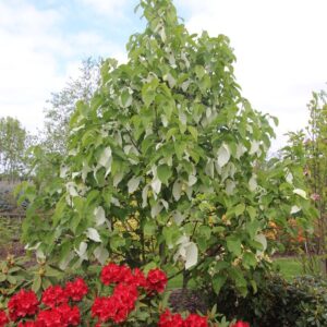 Davidia involucrata 'Sonoma'