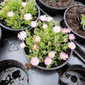 Delosperma cooperi 'Jewel of Desert Rosequarts'