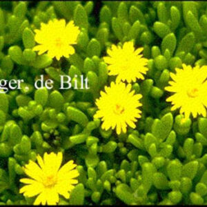 Delosperma nubigenum