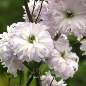 Delphinium 'Cha Cha'